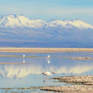 Piedras Rojas - Lagunas Altiplanicas - Salar de Atacama (full day)