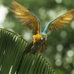 Selva Madidi 4d/3n