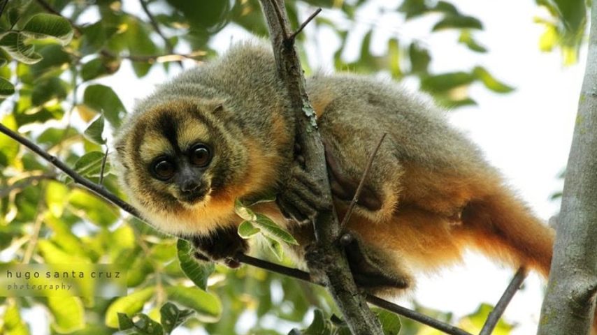 Aotus azarae