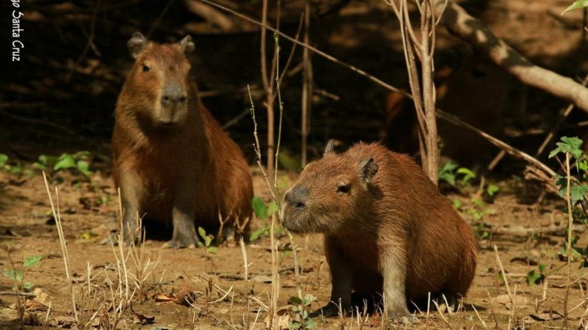 CAPIBARA