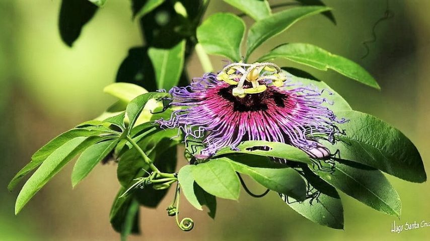 FLOR ORQUIDEA