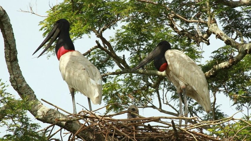 JABIRU