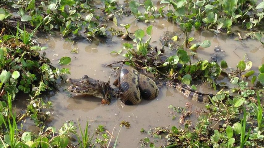 anaconda