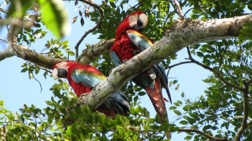 macaw